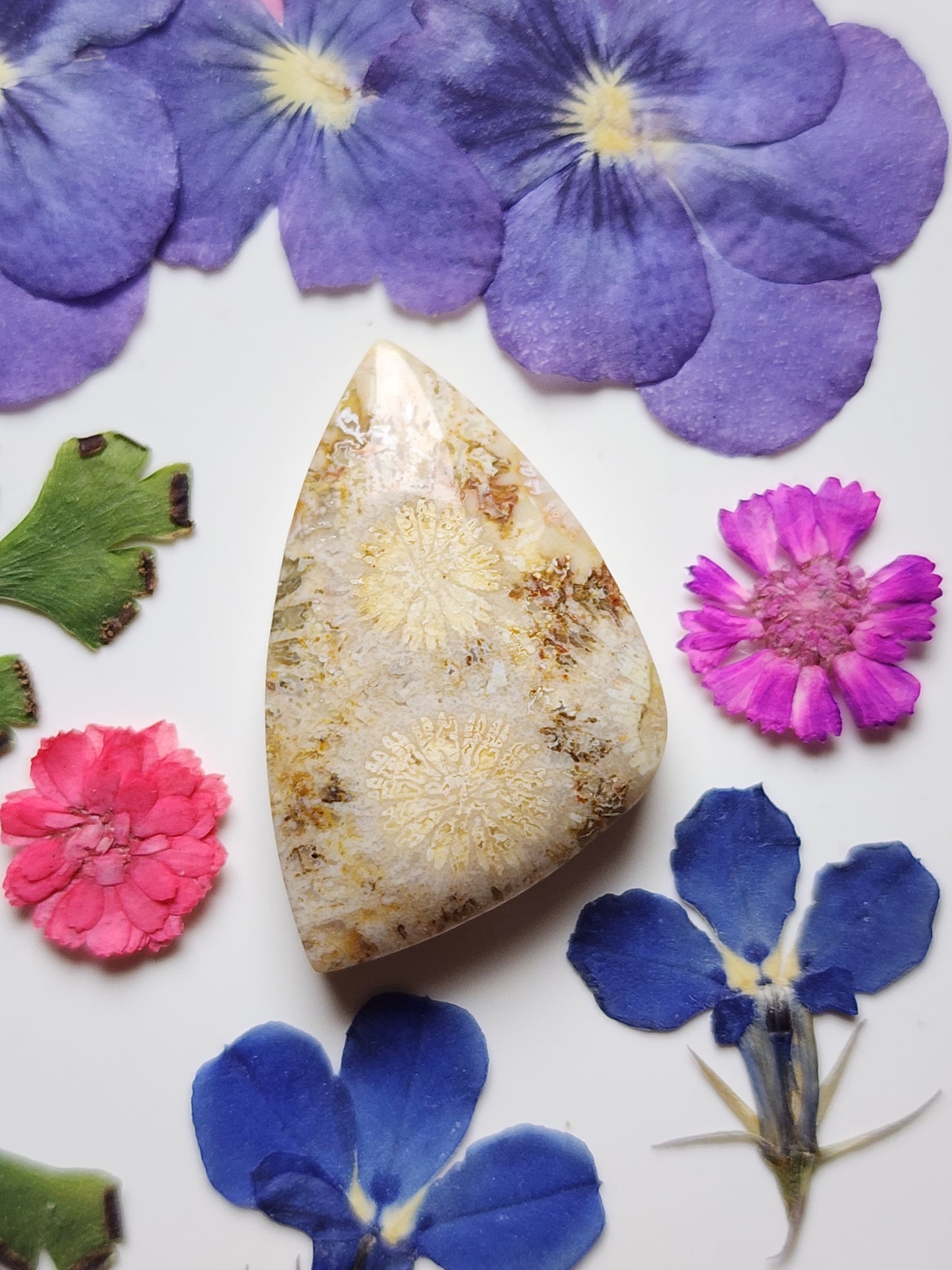 Fossilized Coral