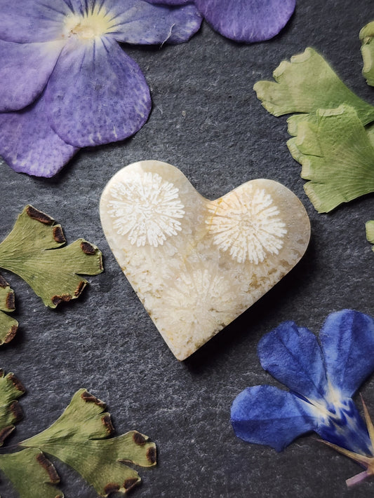 Fossilized Coral heart