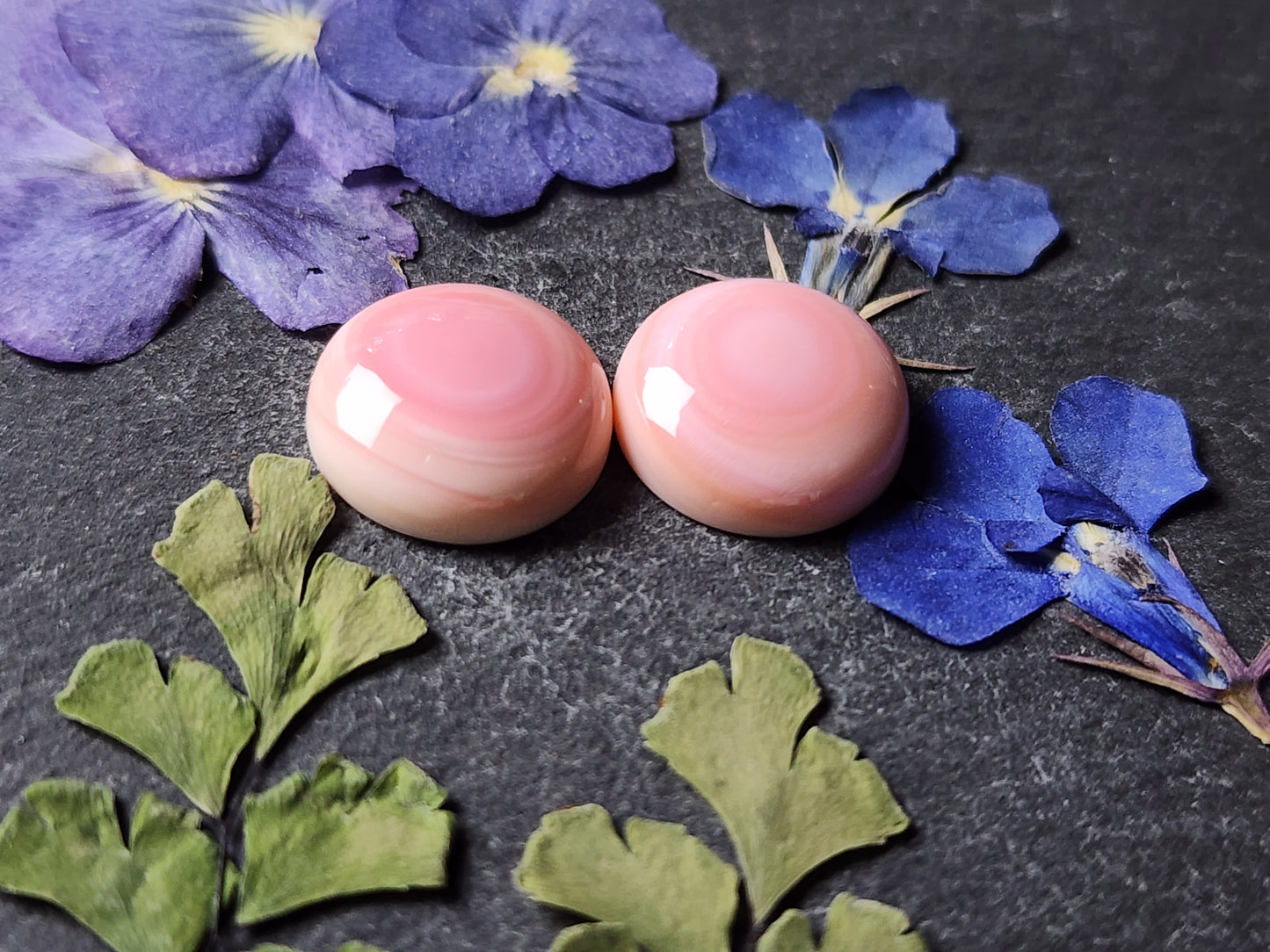 Pink Conch shell pair