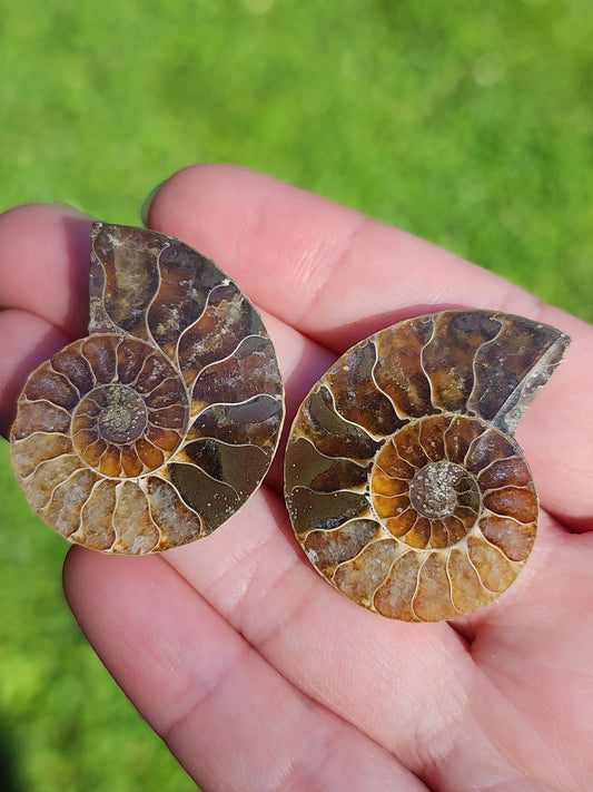 Ammonite Fossil pair