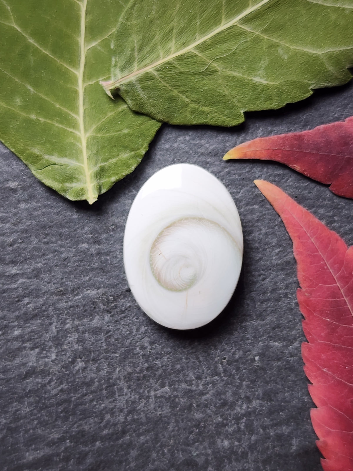 Shiva shell