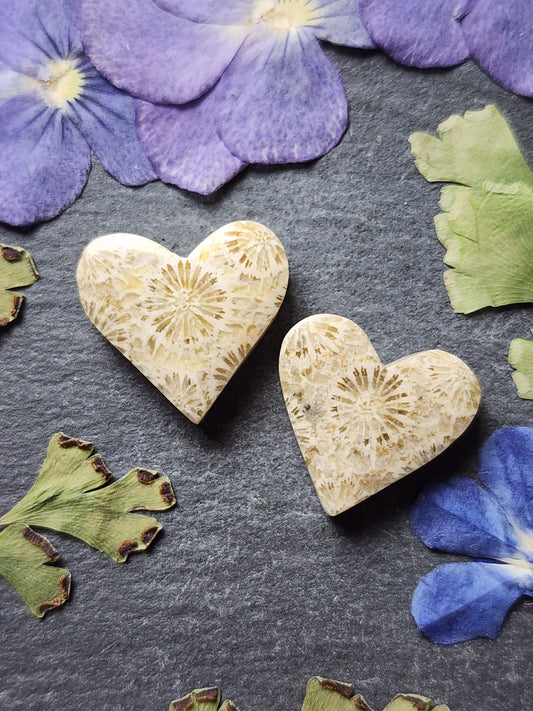 Fossilized Coral heart pair