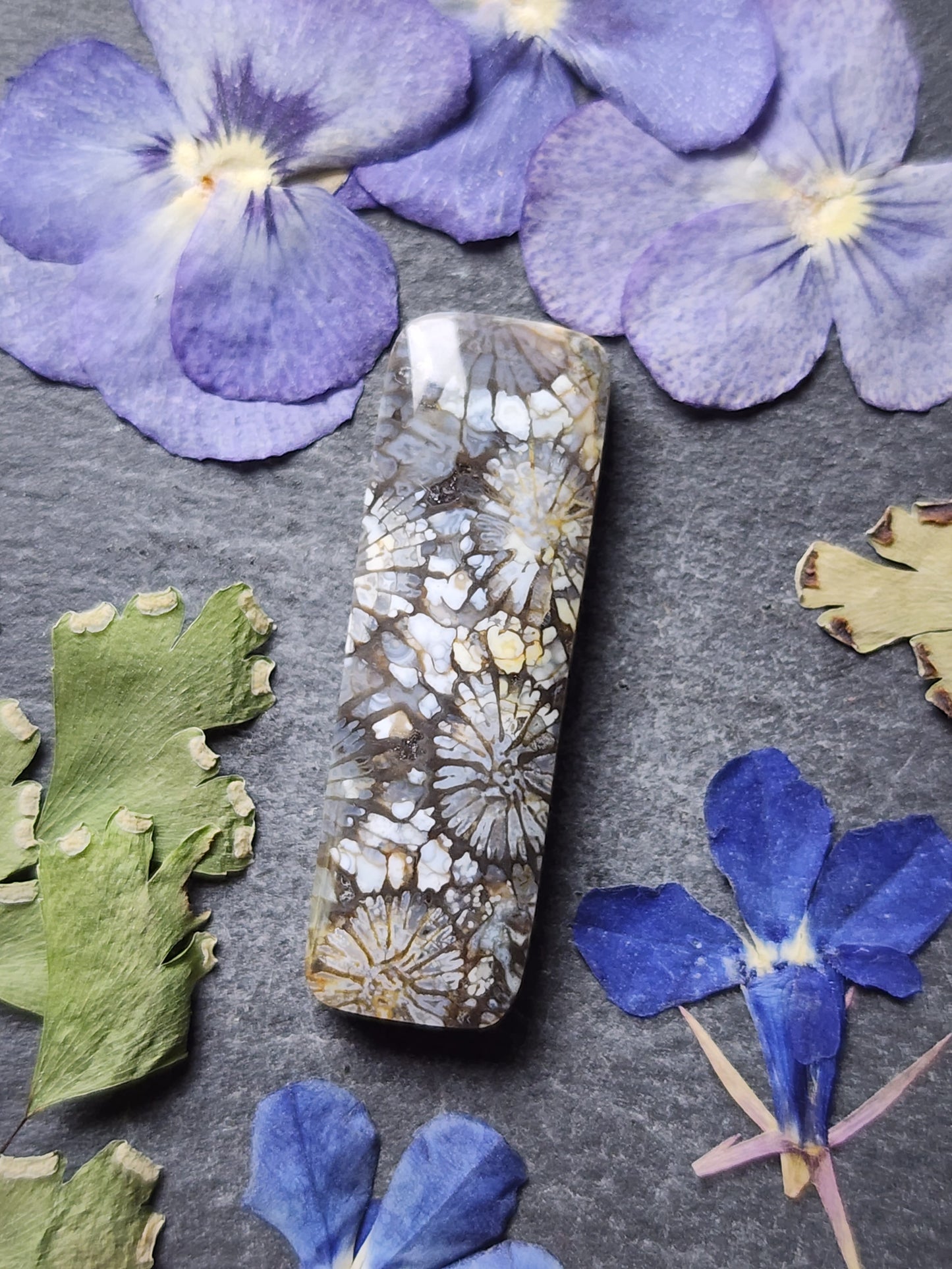 Fossilized Coral