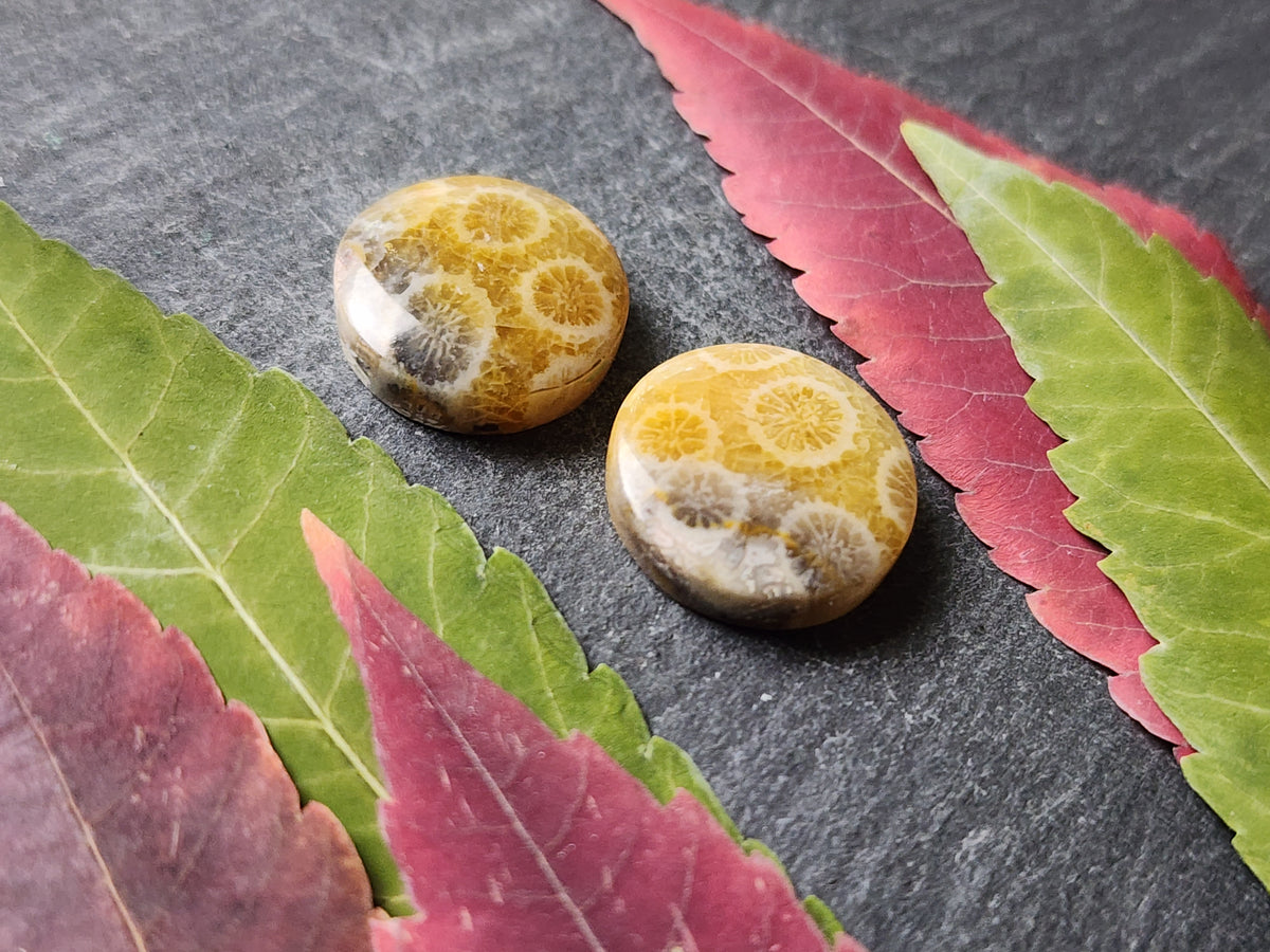 Fossilized Coral pair