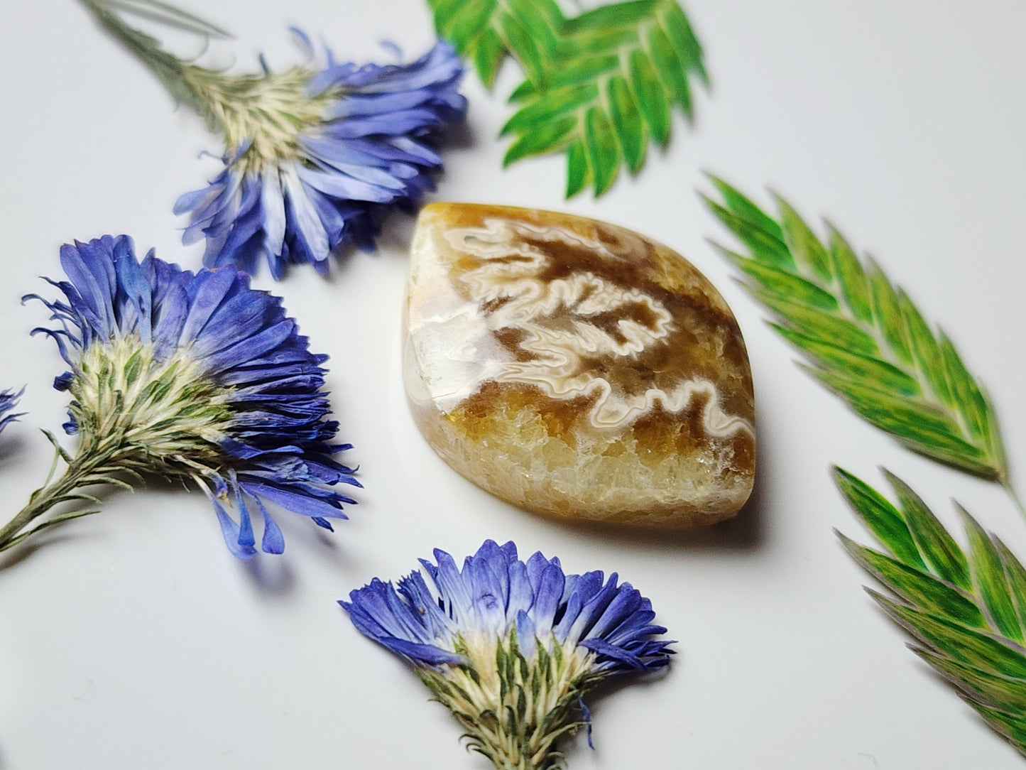 Suture Ammonite