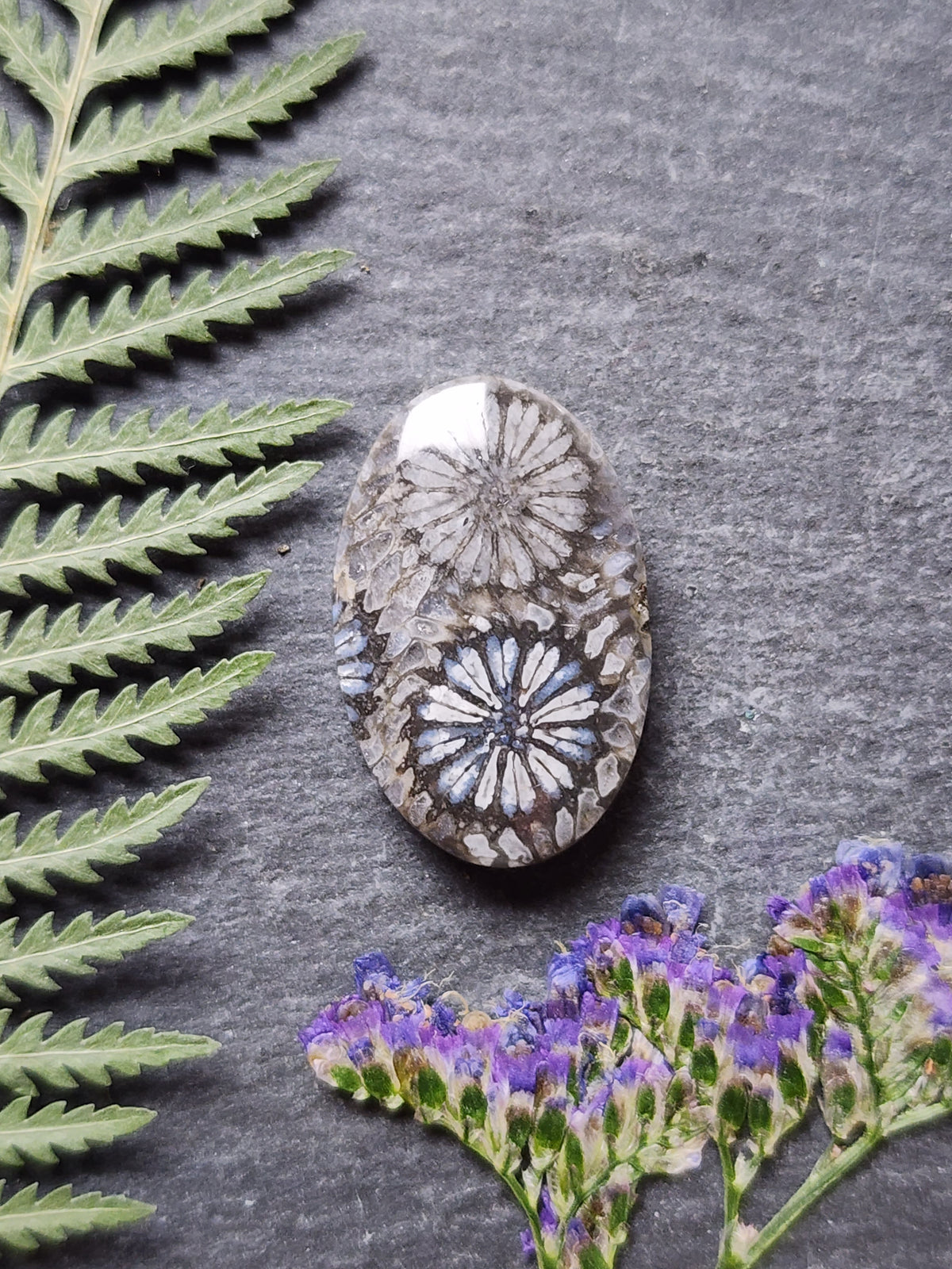 Fossilized coral