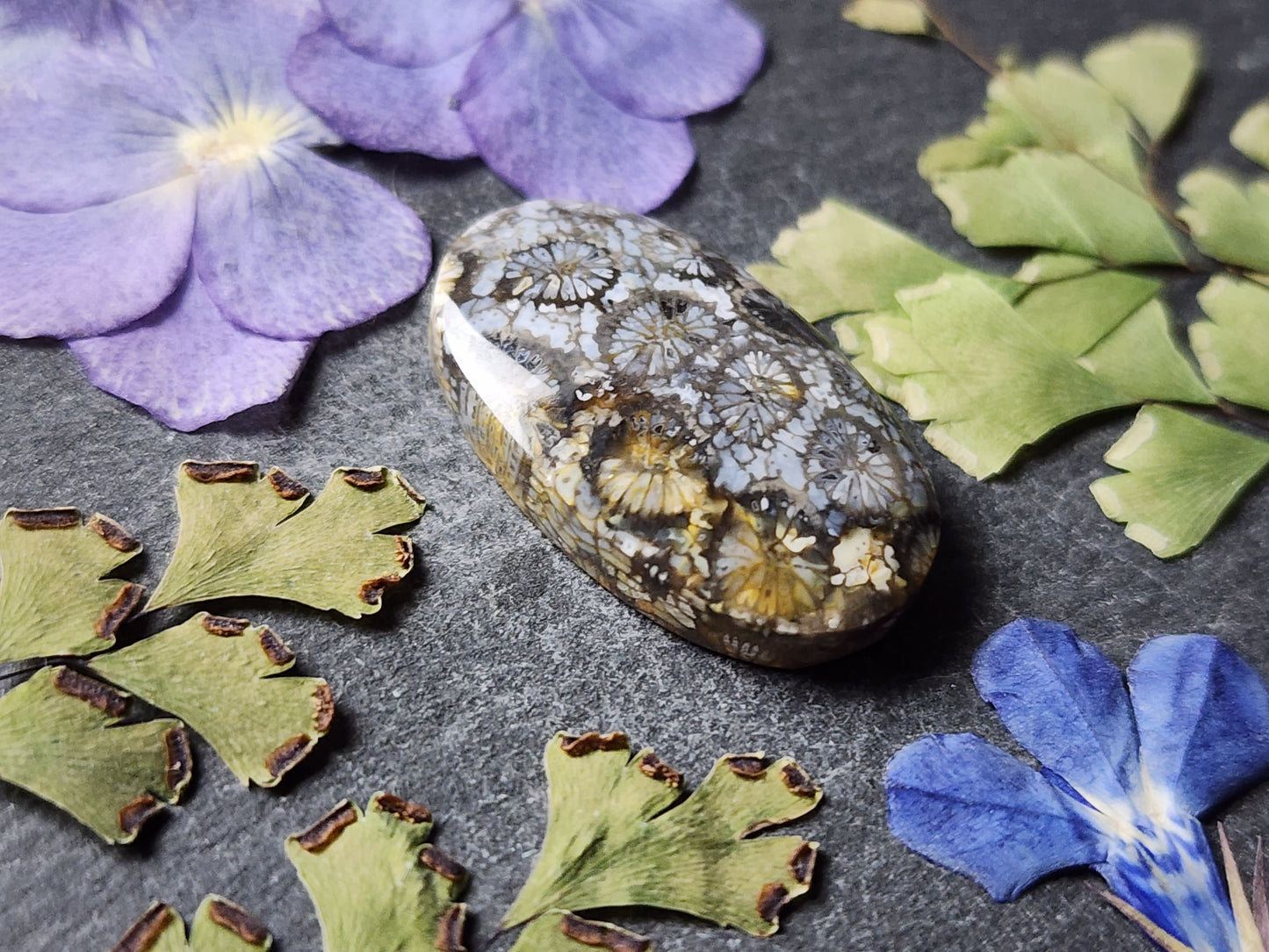 Fossilized Coral
