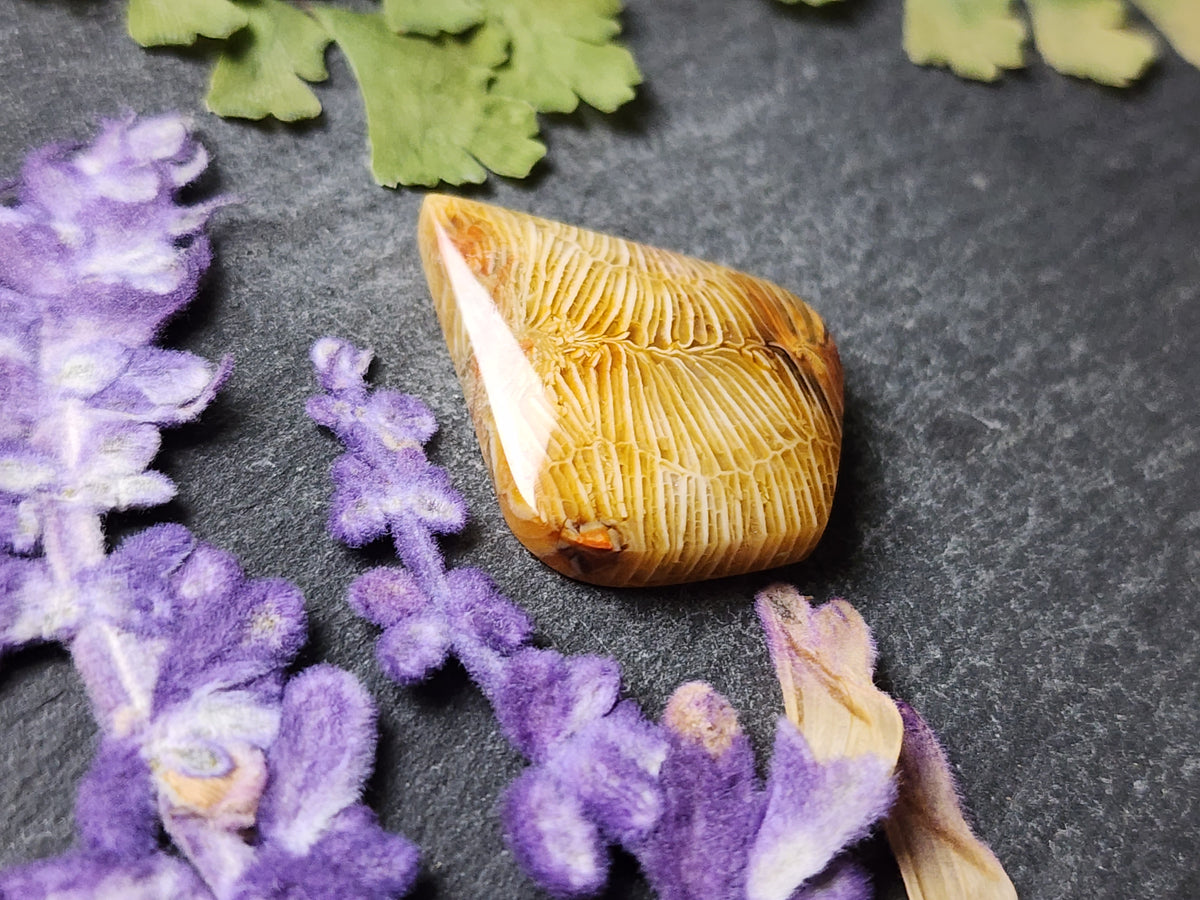 Fossilized Coral