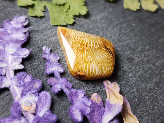 Fossilized Coral