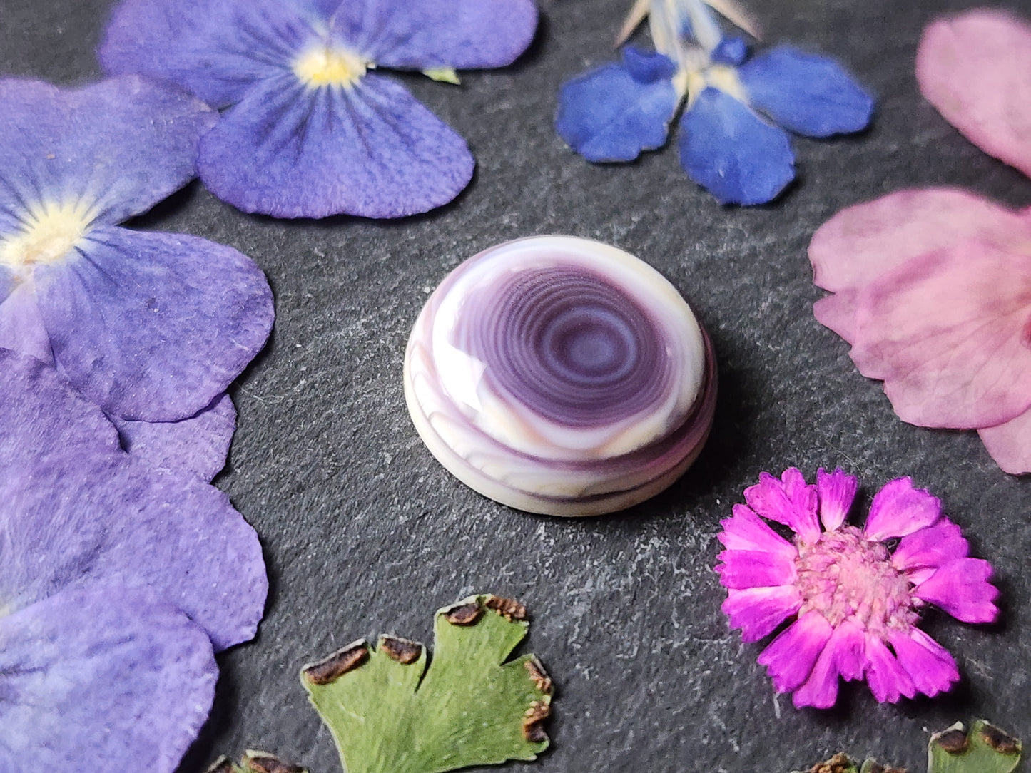 Wampum shell