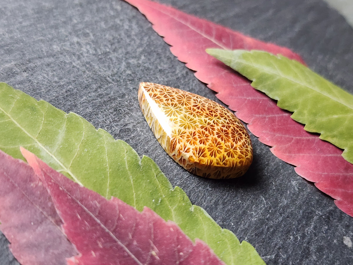 Fossilized coral