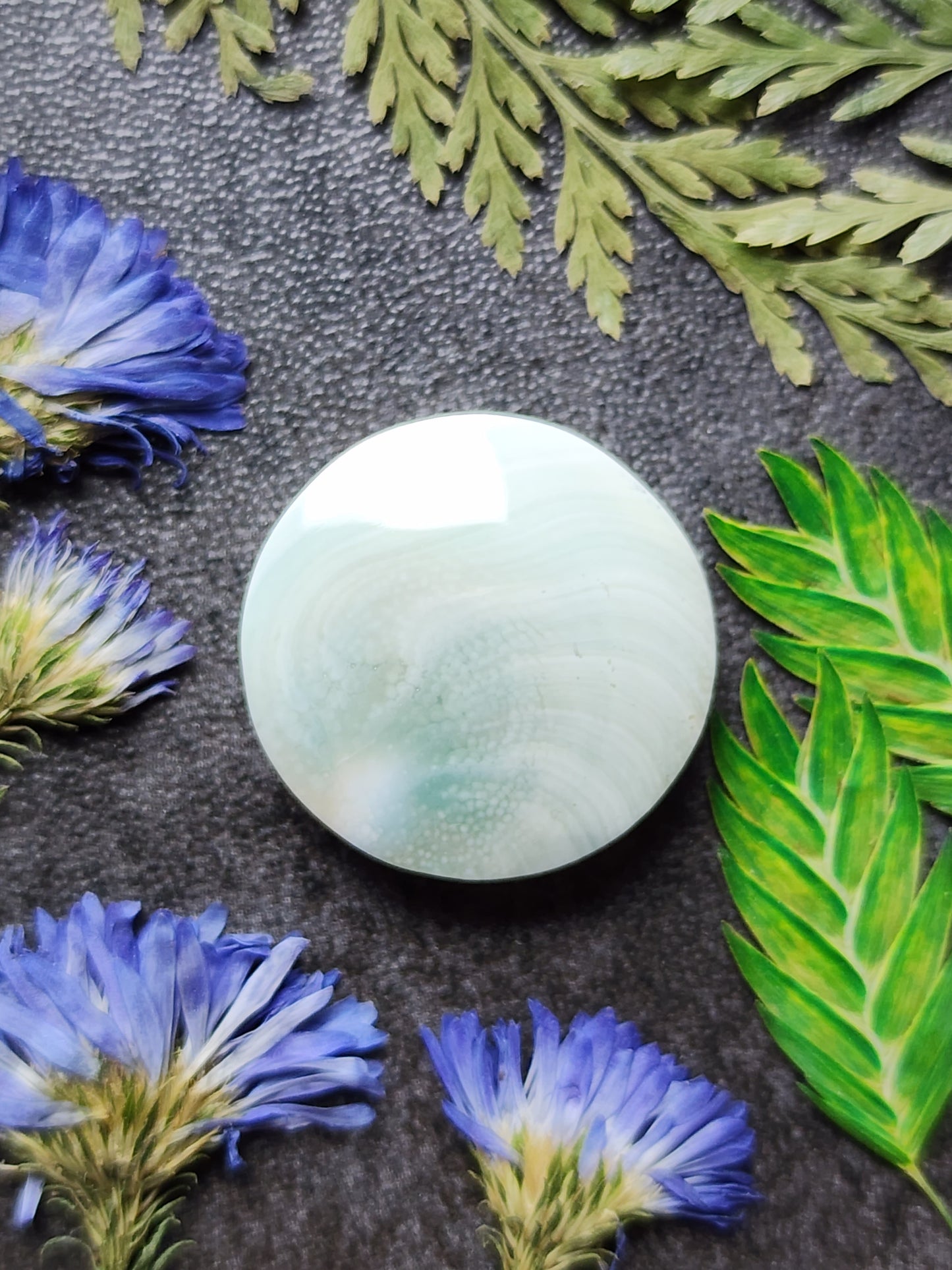 Shiva shell