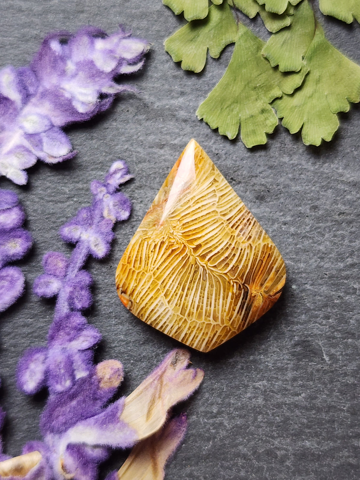 Fossilized Coral