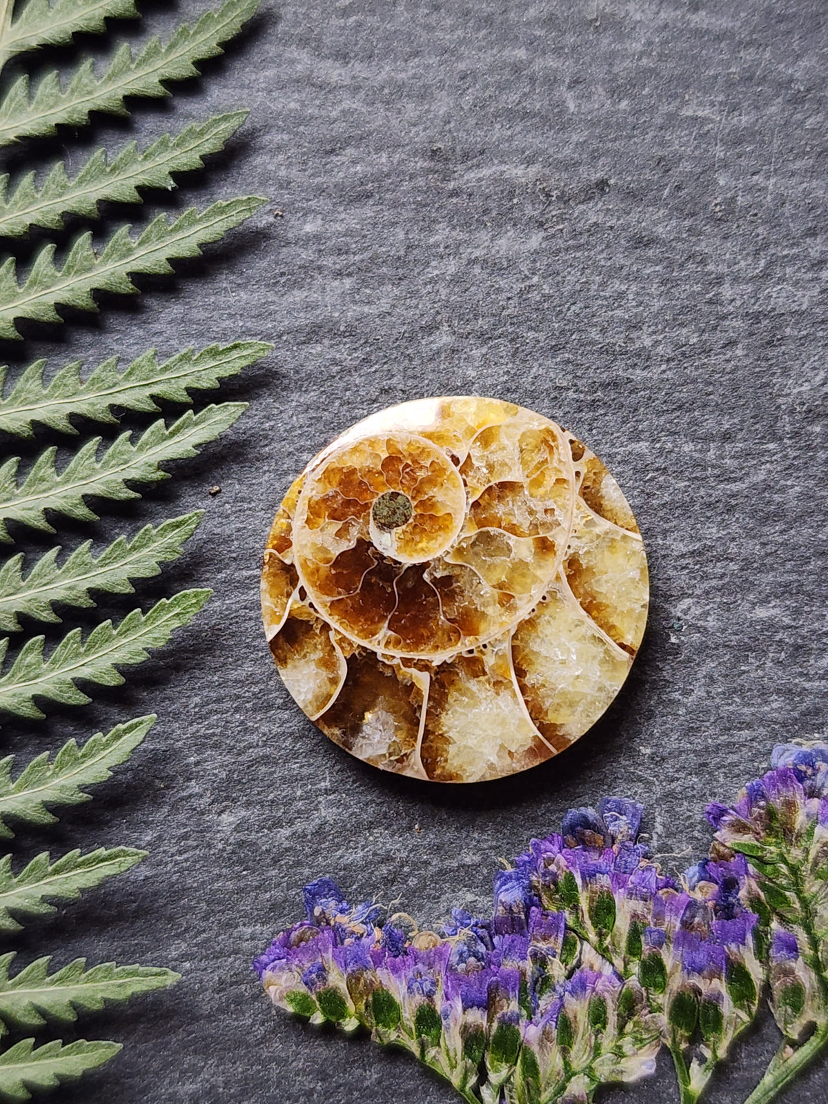 Ammonite Fossil