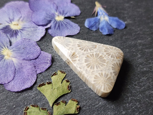 Fossilized Coral
