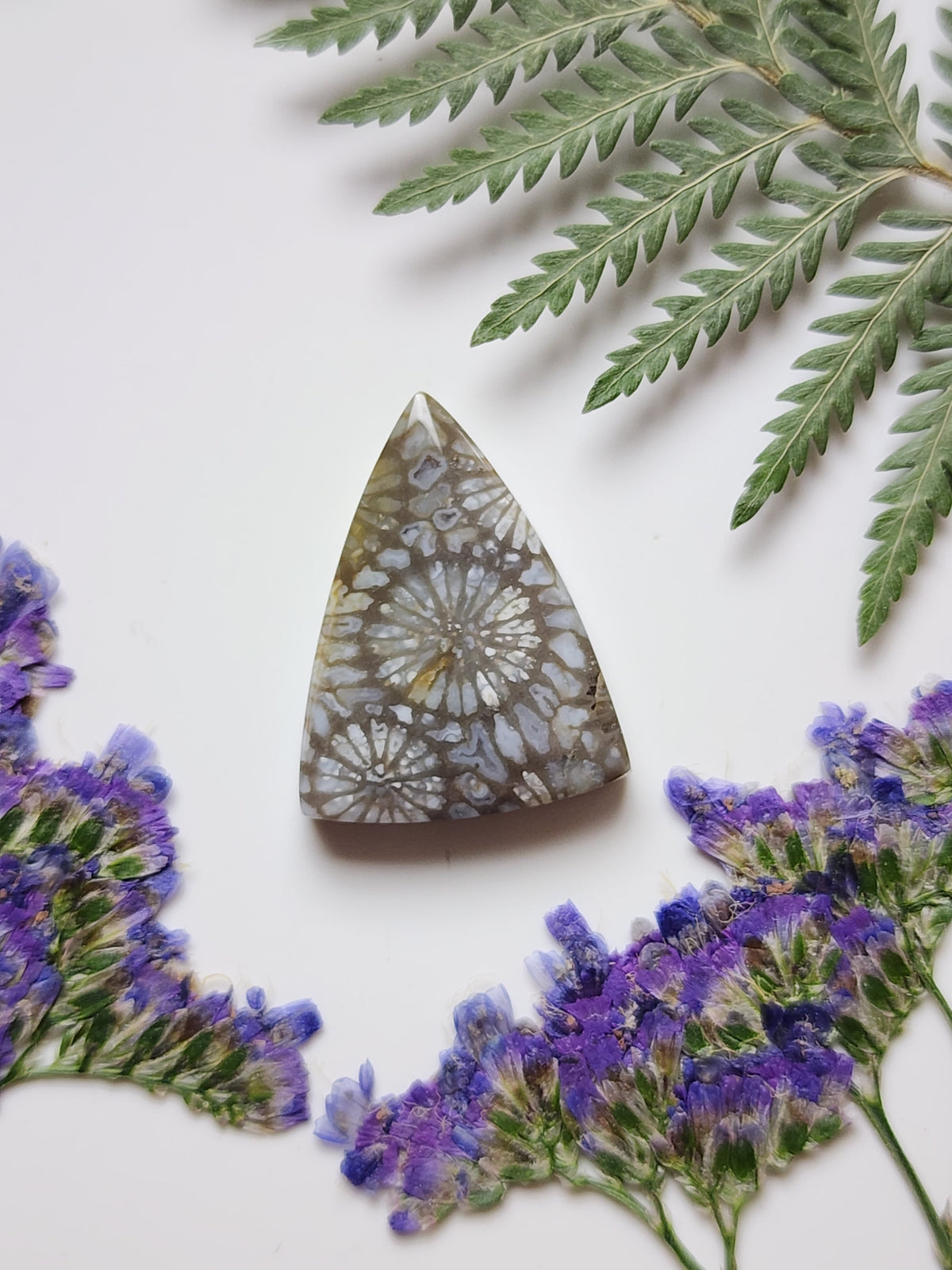 Fossilized coral