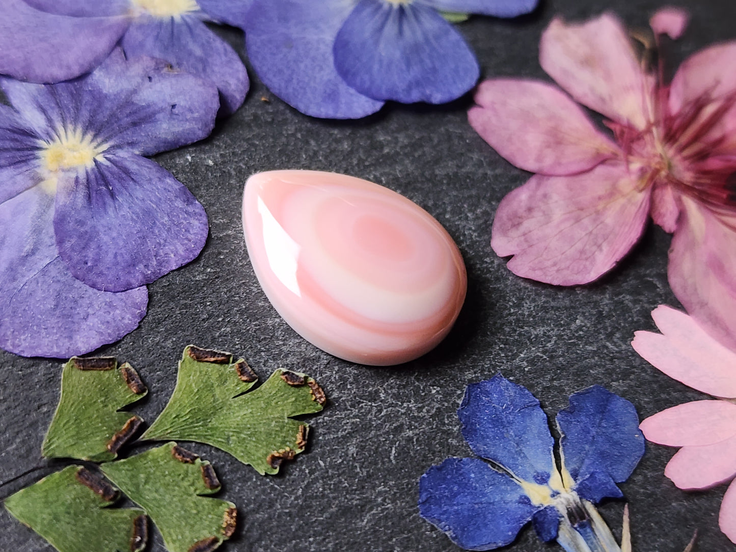 Pink conch shell