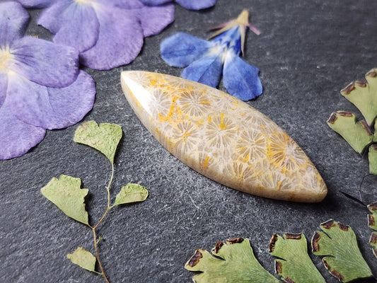 Fossilized Coral