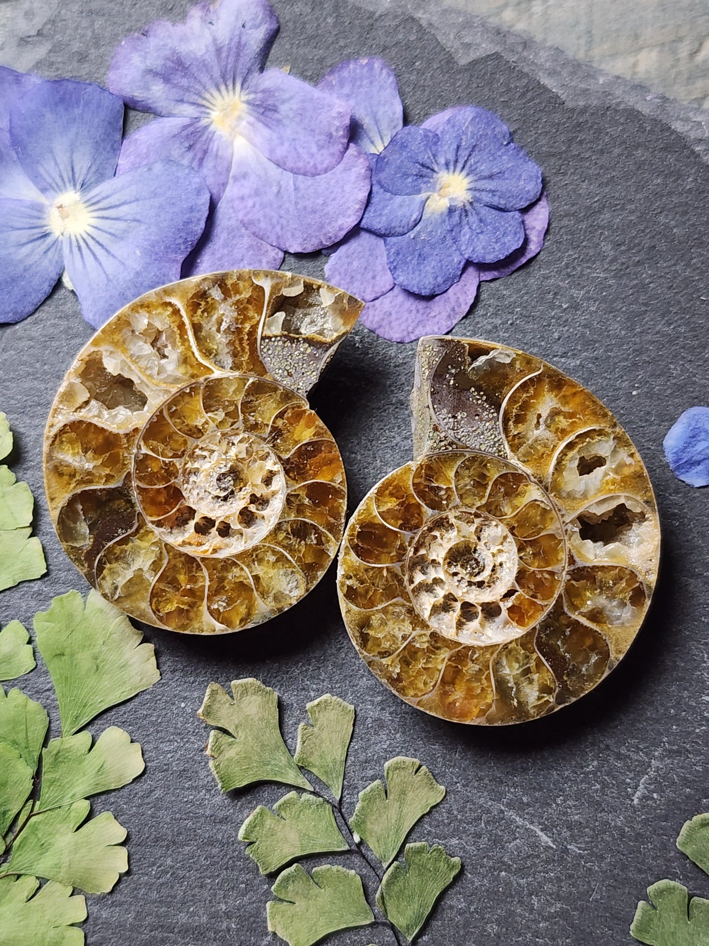 Ammonite Fossil pair