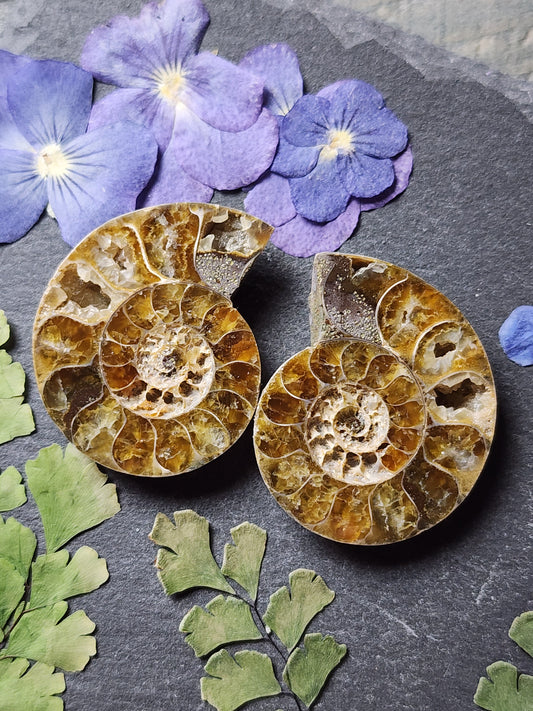 Ammonite Fossil pair
