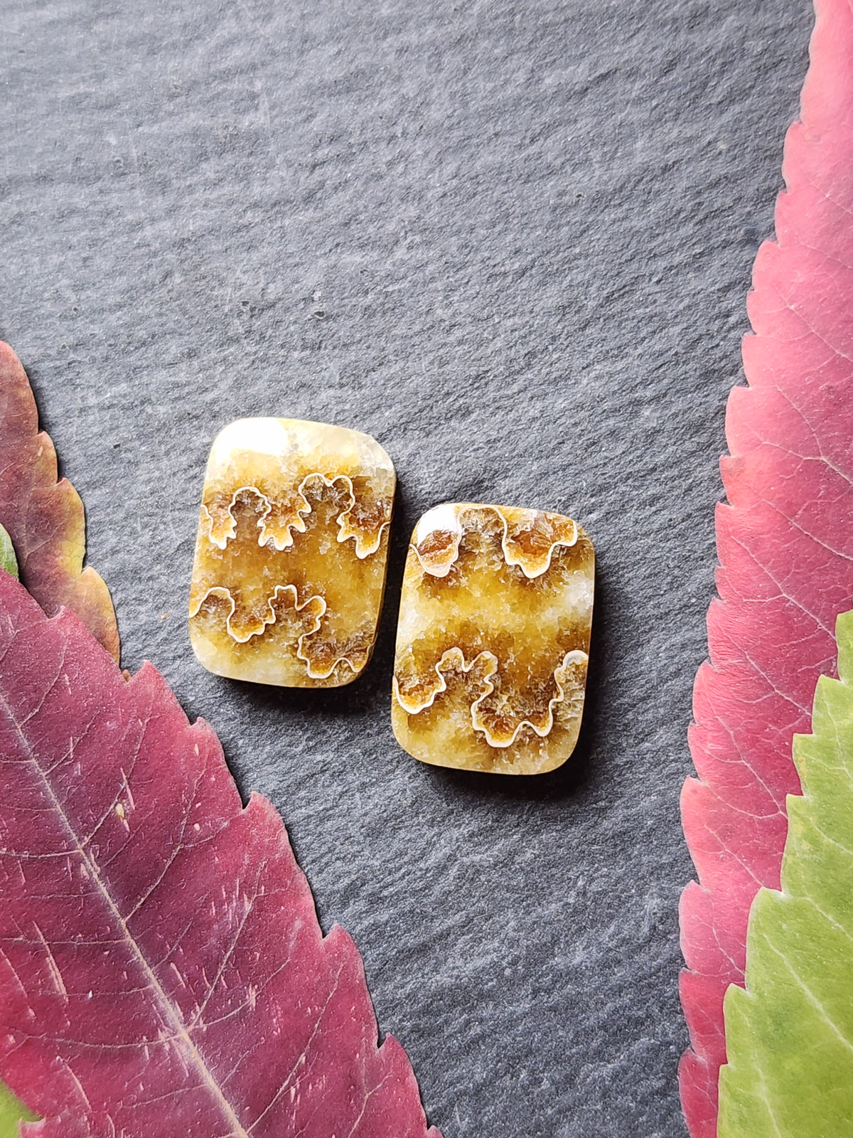 Suture Ammonite pair