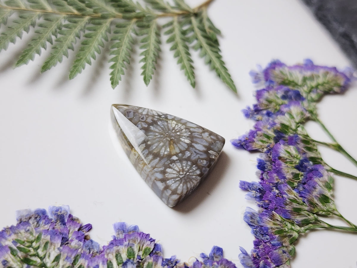 Fossilized coral