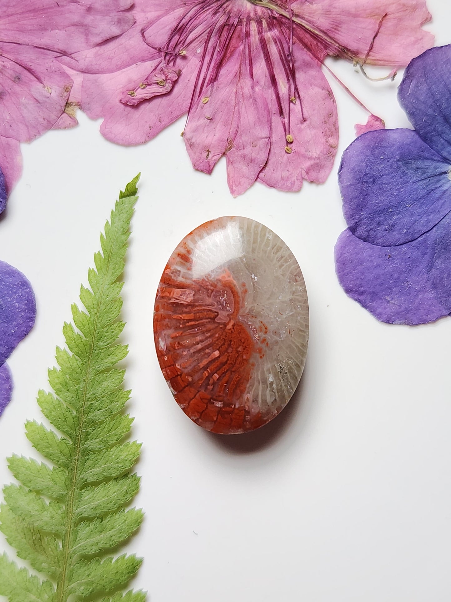 Utah Red Horn Coral (Rugose Fossil Coral)