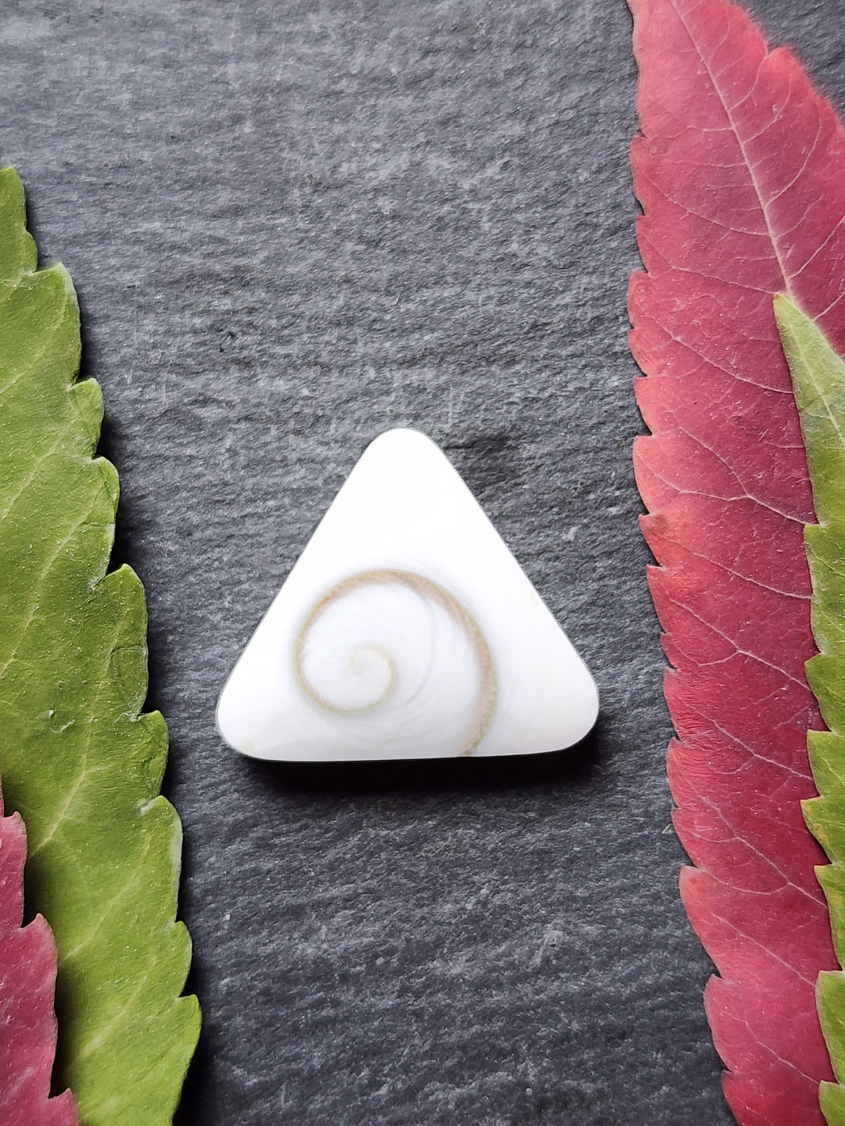 Shiva shell