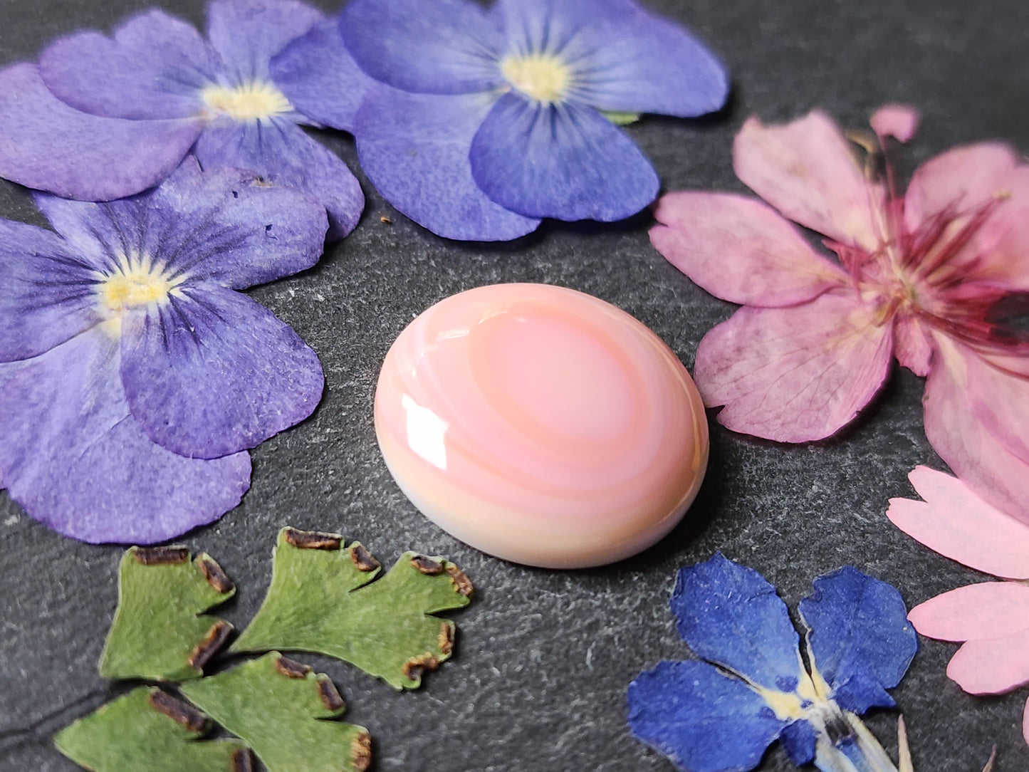 Pink conch shell