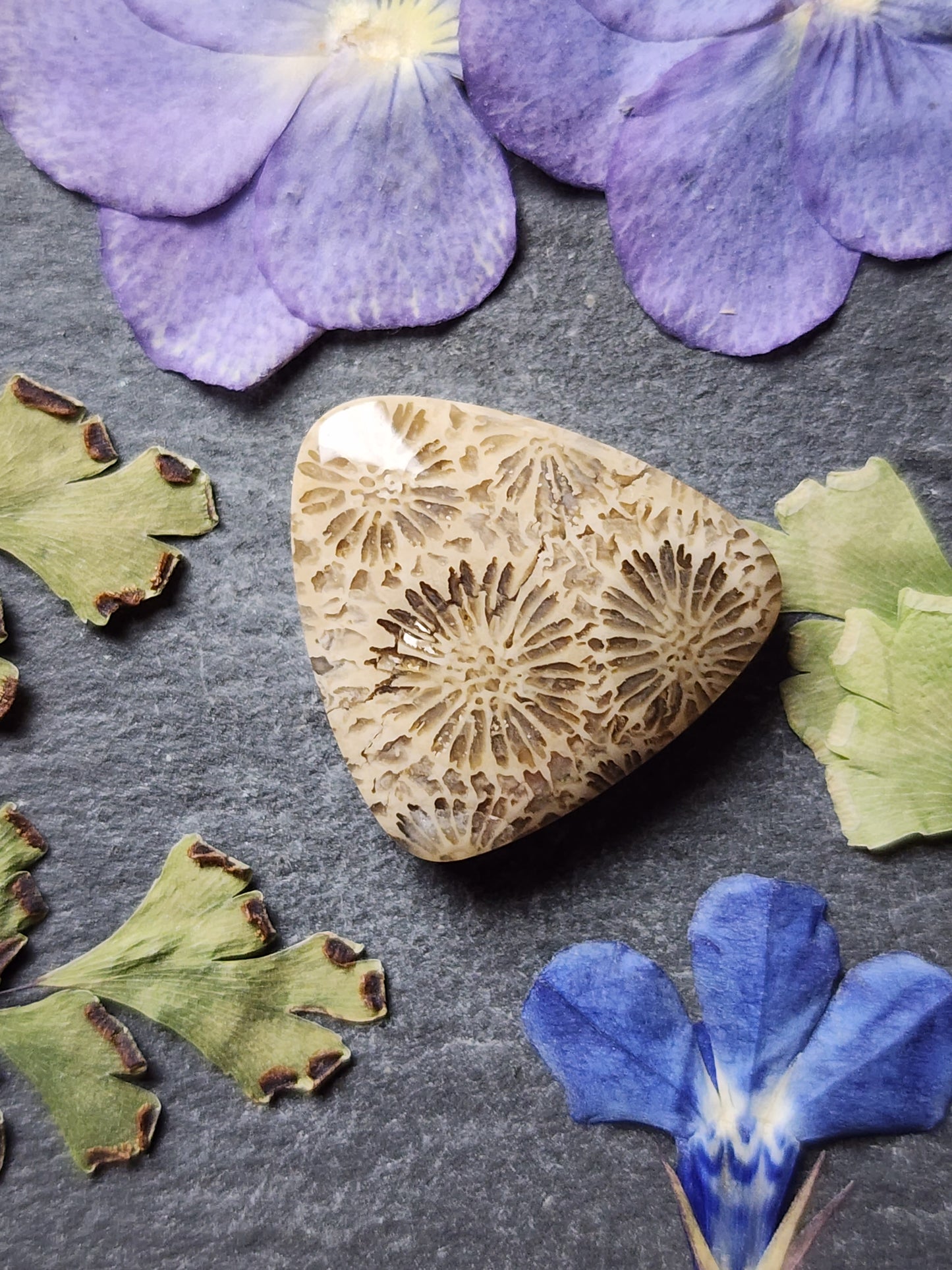 Fossilized coral