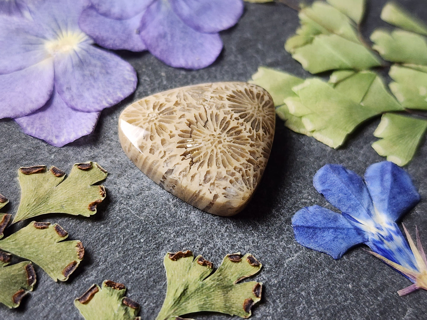 Fossilized coral