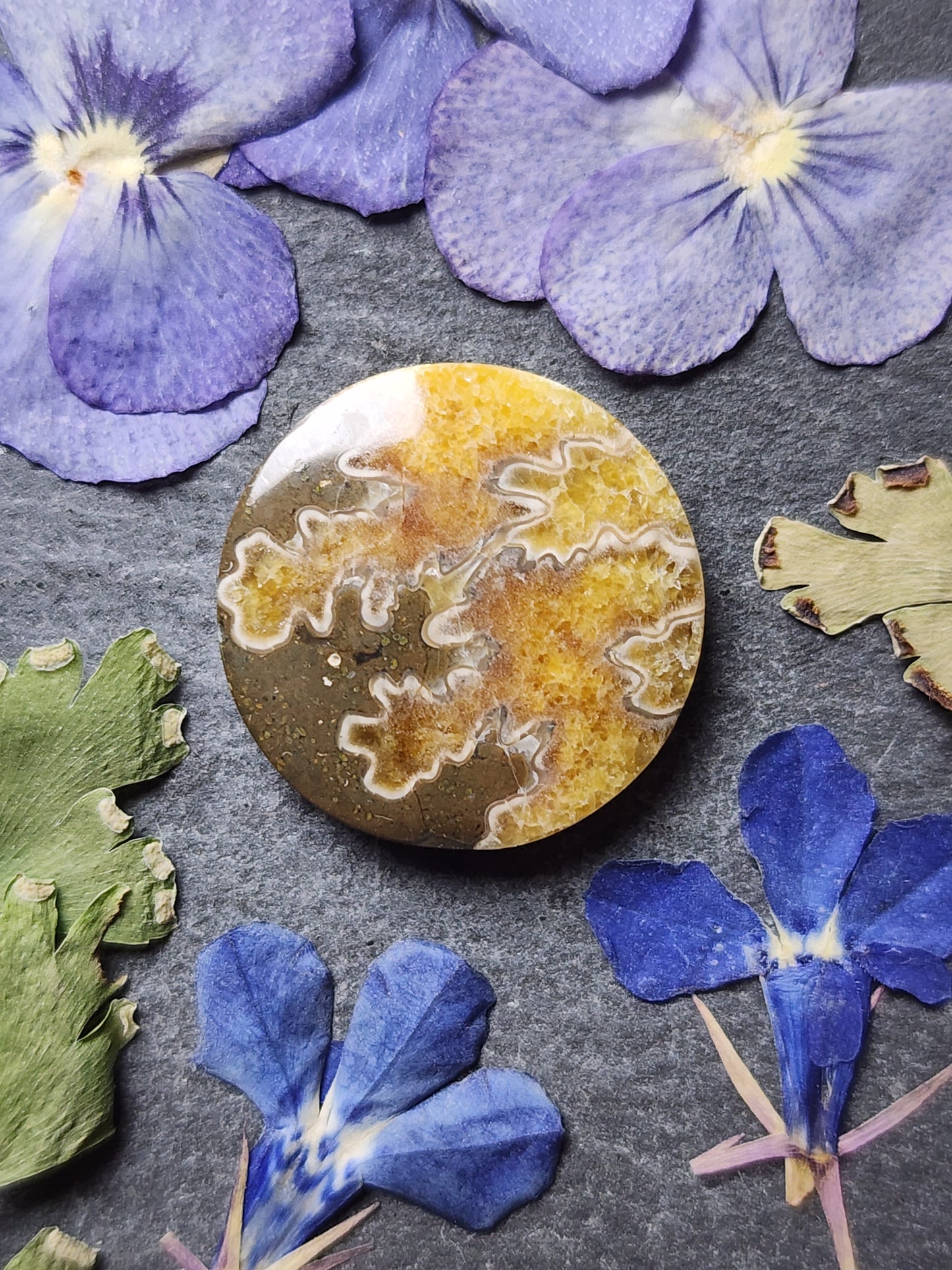 Suture Ammonite