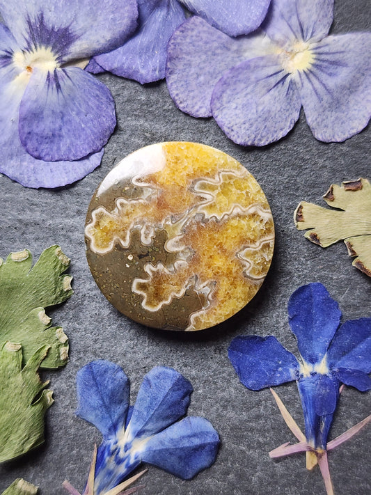 Suture Ammonite