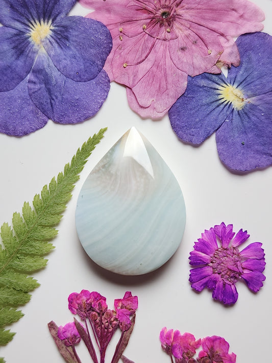 Shiva shell
