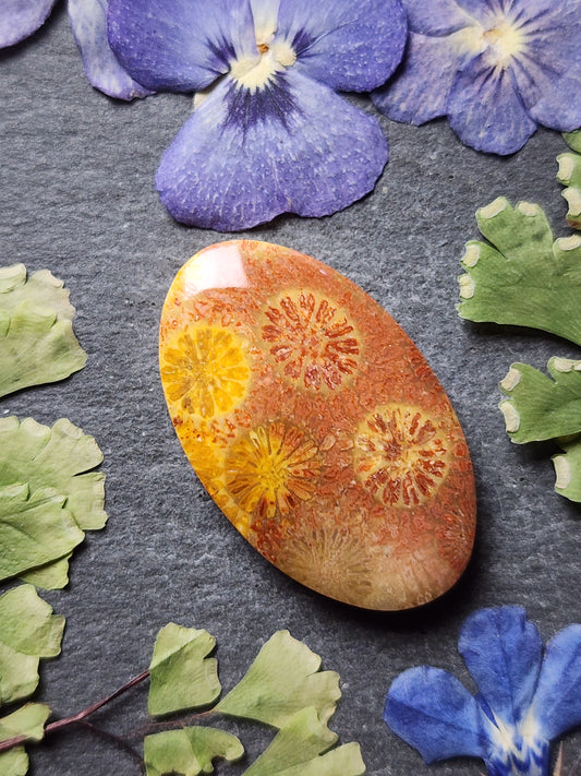 Fossilized Coral