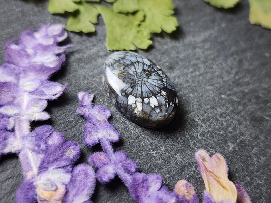 Fossilized coral