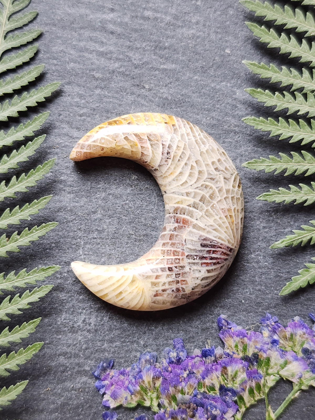 Fossilized Coral crescent