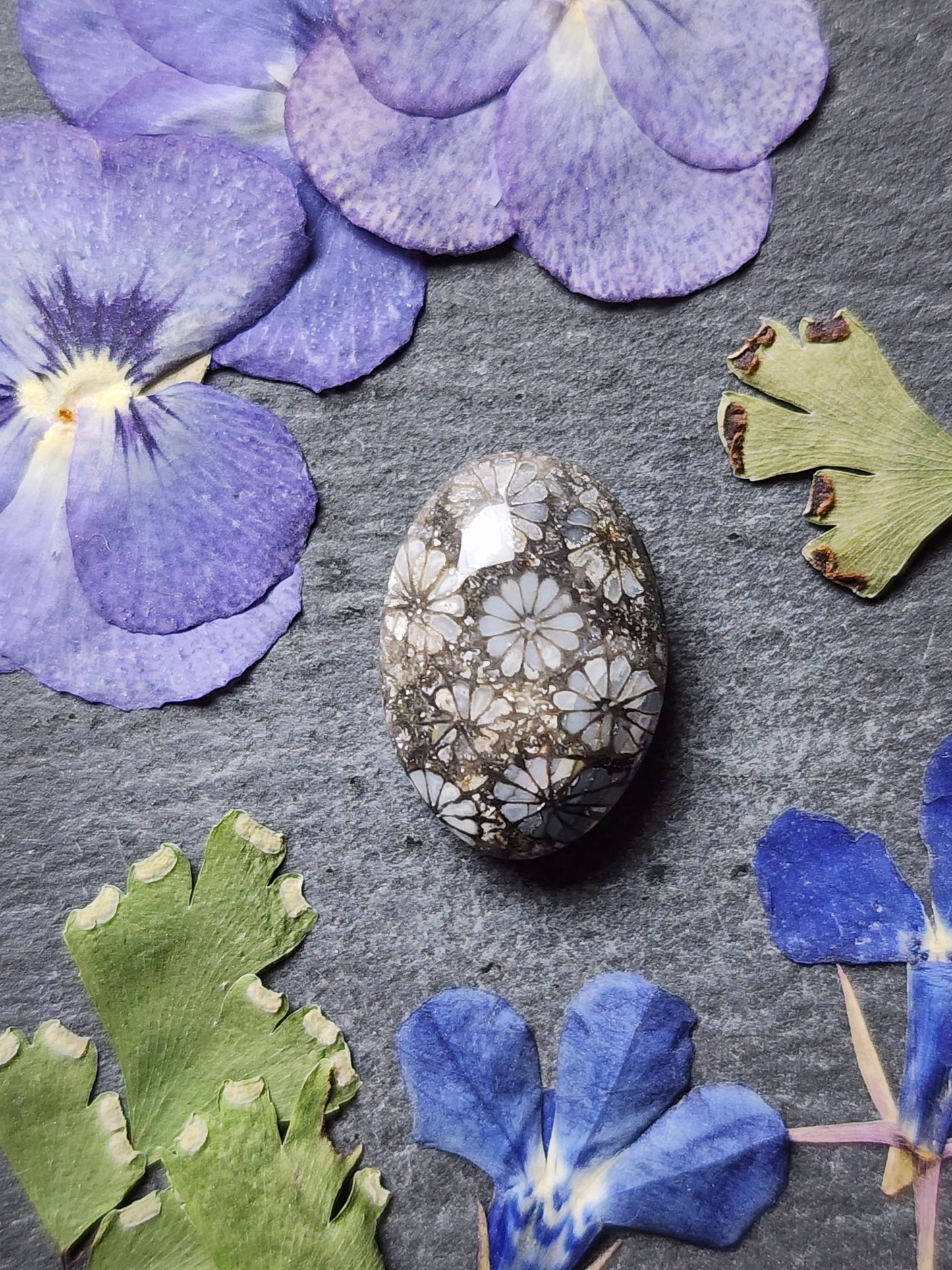 Fossilized Coral