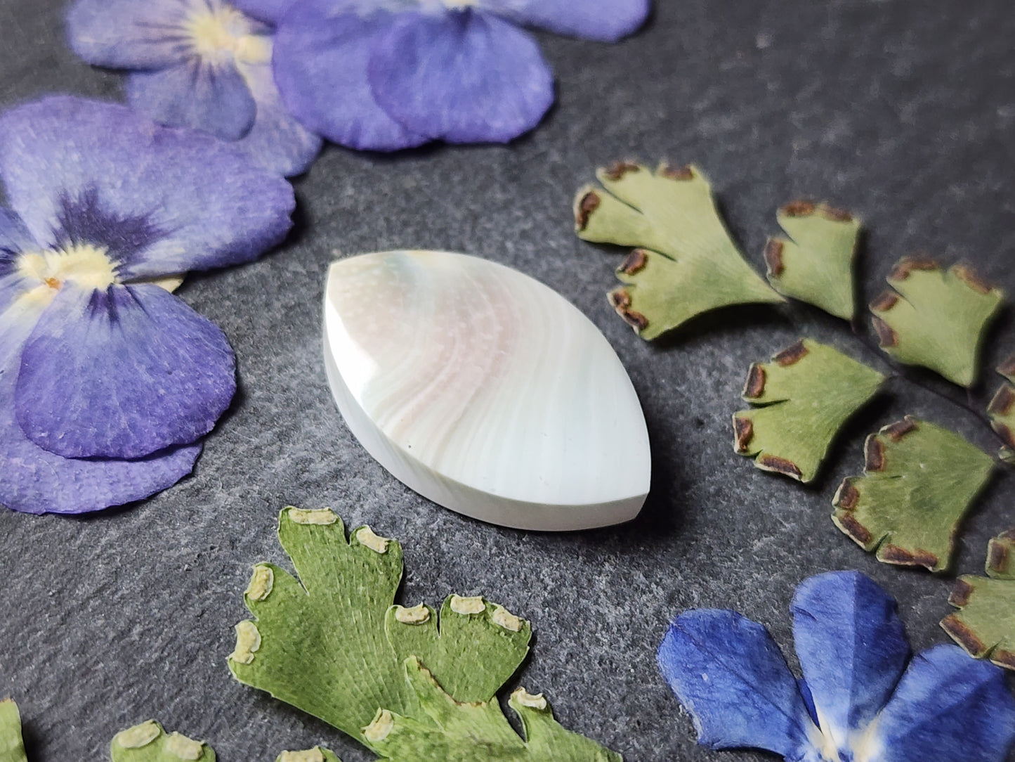 Shiva shell