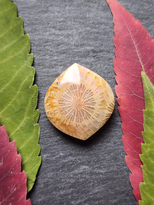 Fossilized Coral