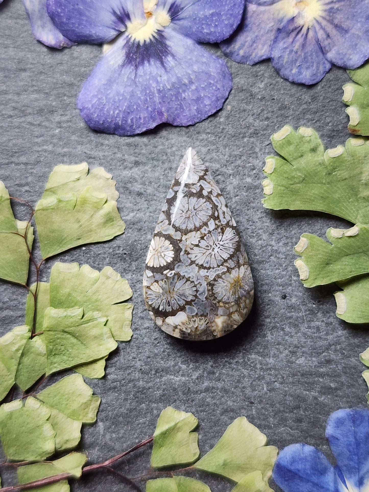 Fossilized coral