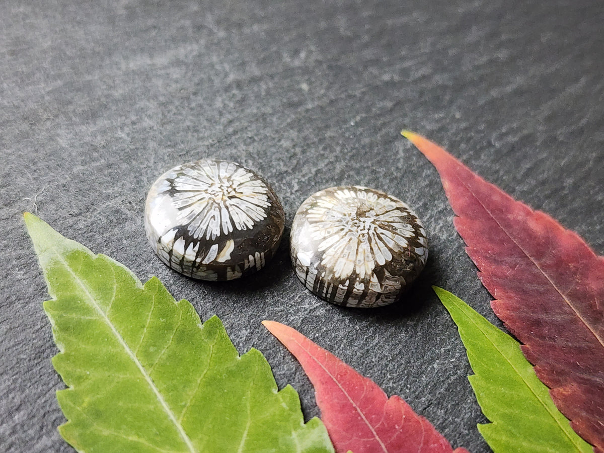 Fossilized Coral pair