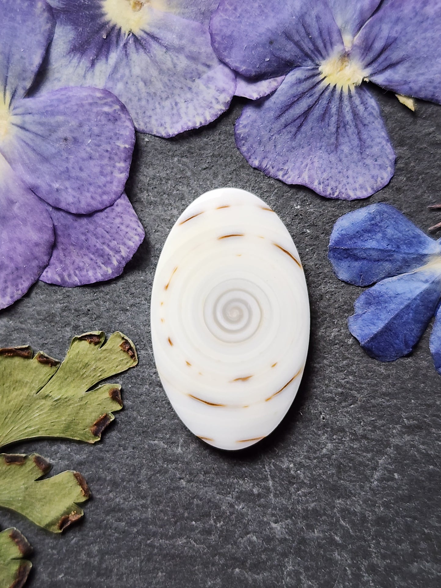 Spiral shell