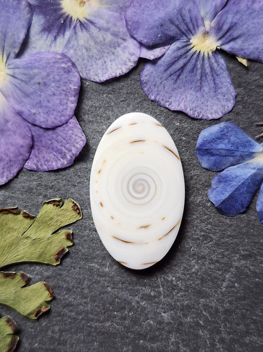 Spiral shell