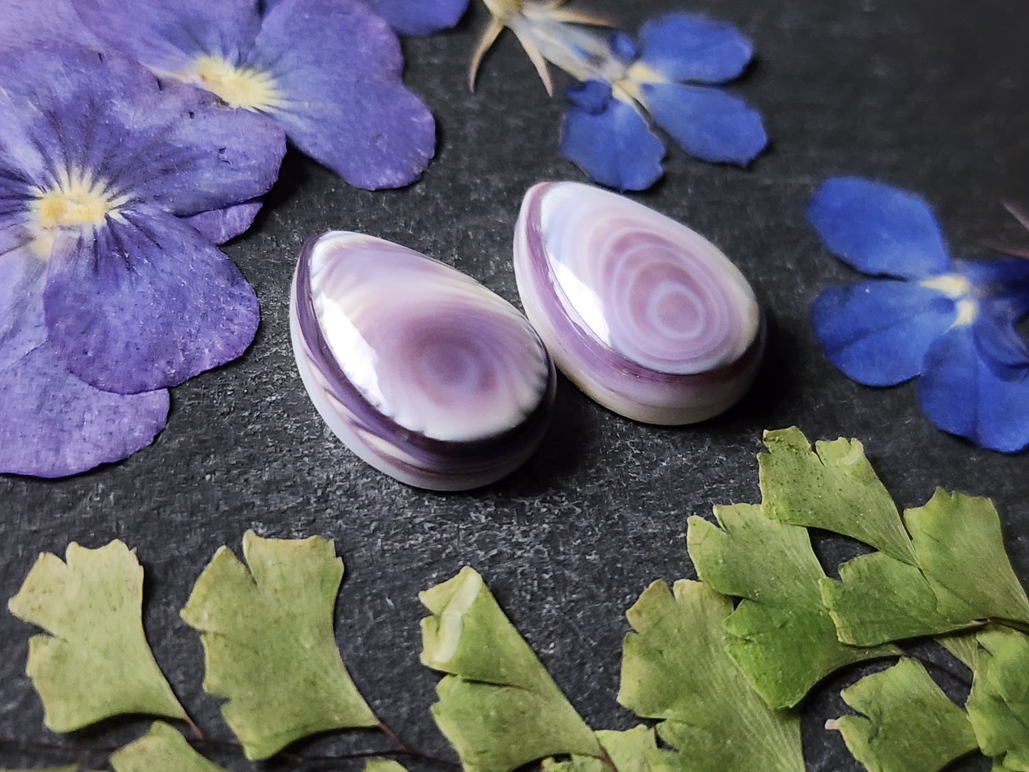 Wampum shell pair