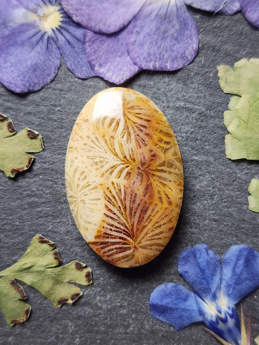 Fossilized Coral