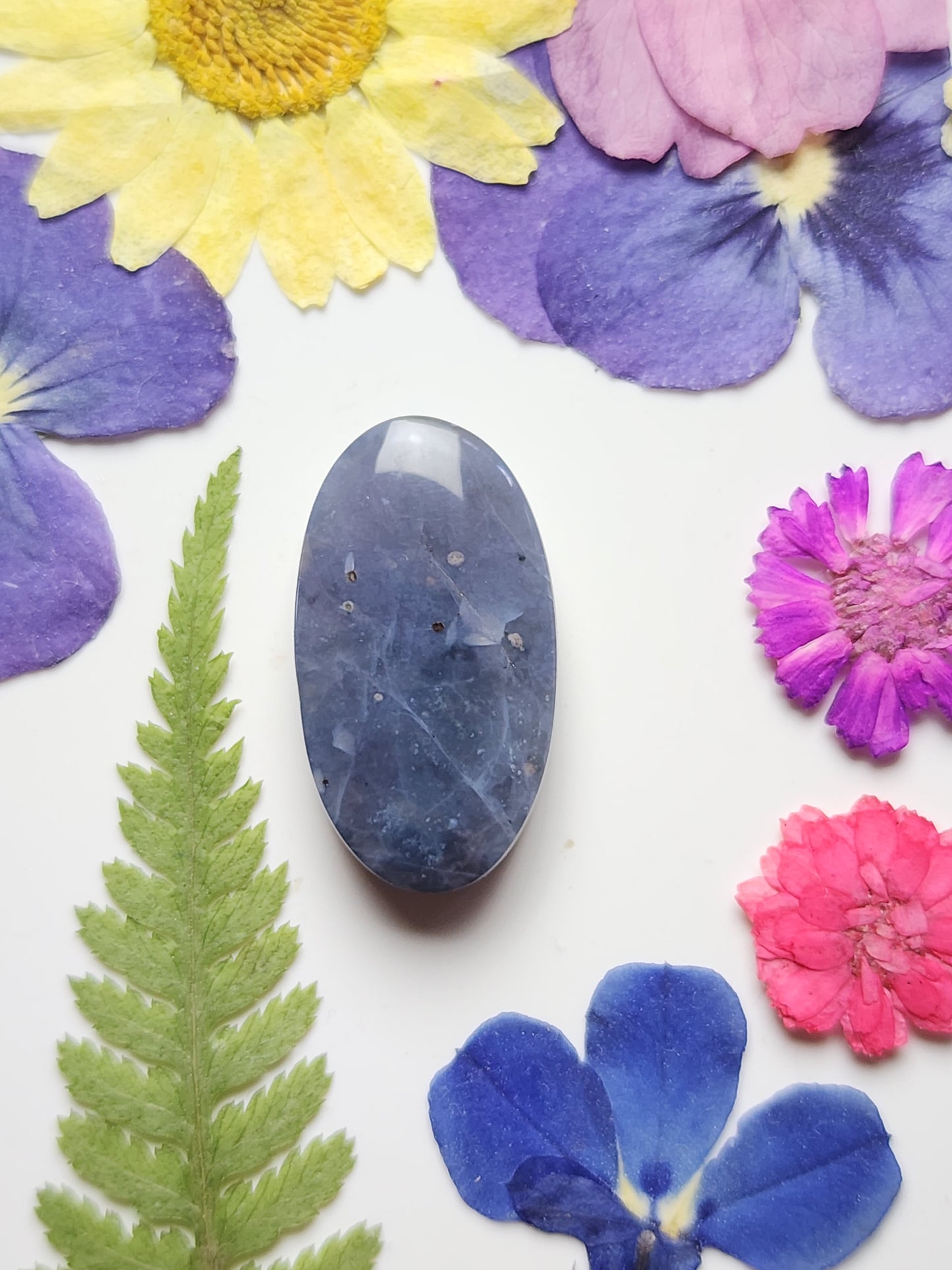 Blue Petrified palm wood