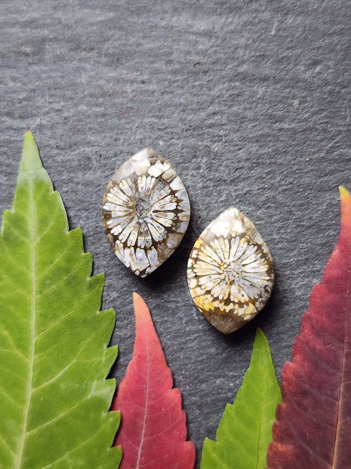 Fossilized Coral pair