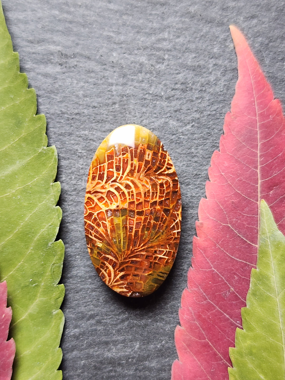 Fossilized Coral