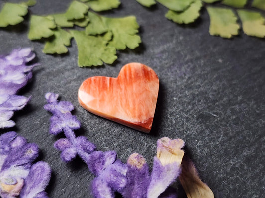 Spiny shell oyster heart